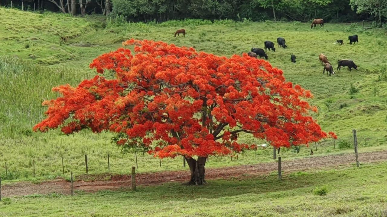 Pousada Fazenda Pinhalzinho Ribeirão Claro Kültér fotó